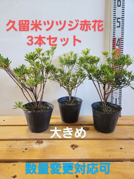 ツツジ(久留米ツツジ大きめ)3本セット