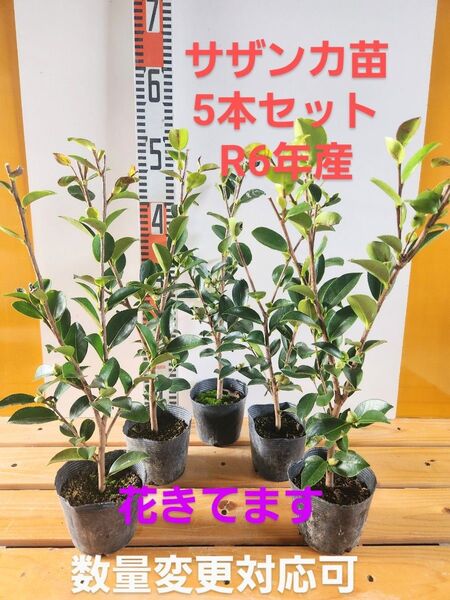 サザンカ苗5本セットR6年産