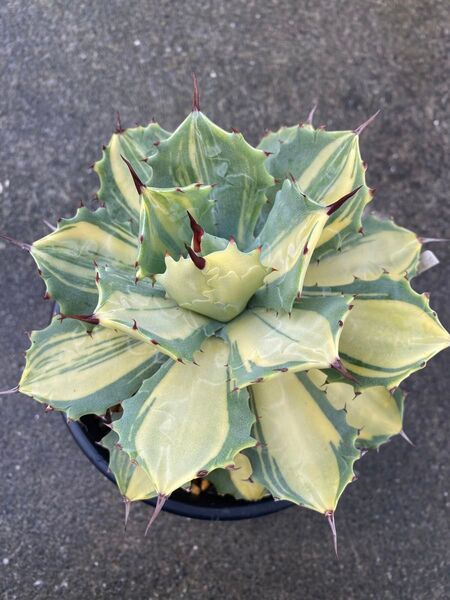 アガベ イシスメンシス 楊貴妃 子株鉢ごと! アガベ チタノタ Agave 多肉植物