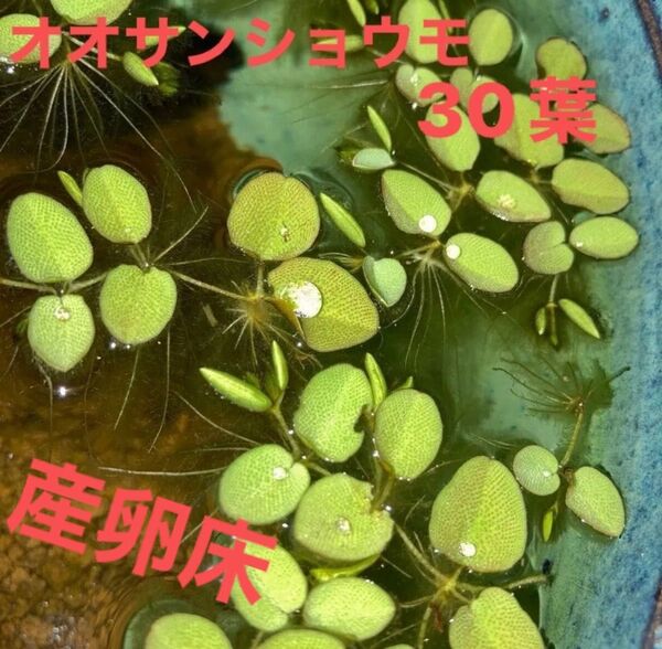 オオサンショウモ サンショウモ 30葉 ビオトープ 睡蓮鉢 火鉢 メダカ 産卵 産卵床