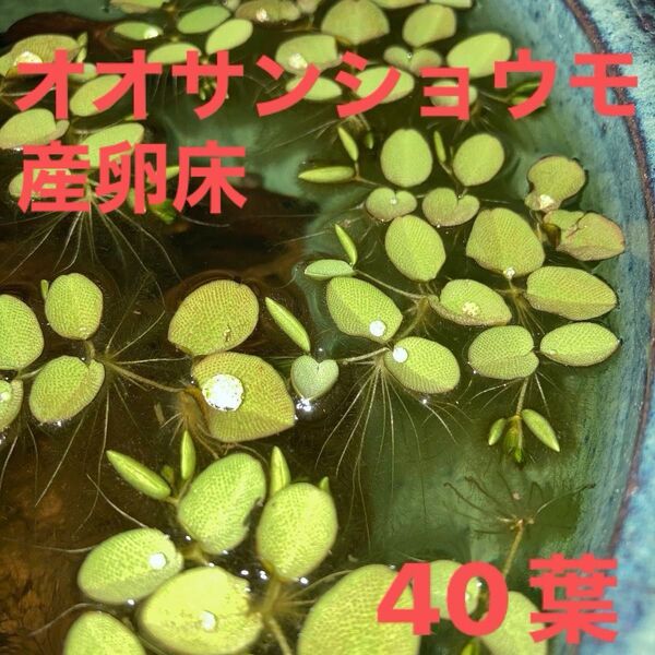 オオサンショウモ ビオトープ 浮草 屋外栽培 メダカ 浮葉植物 浮き草 産卵床