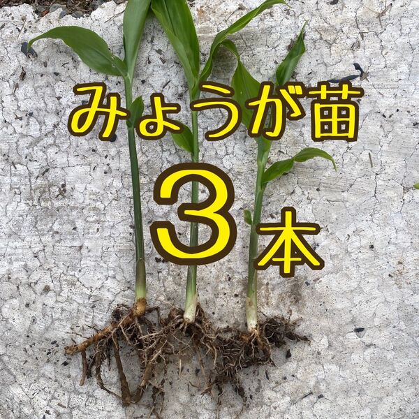 無農薬 みょうが苗 3本 地下茎付 静岡県産