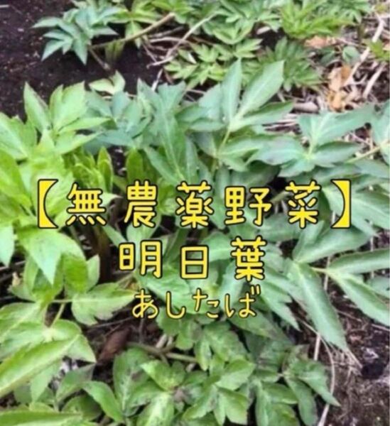 【栽培時農薬不使用】明日葉 ネコポス