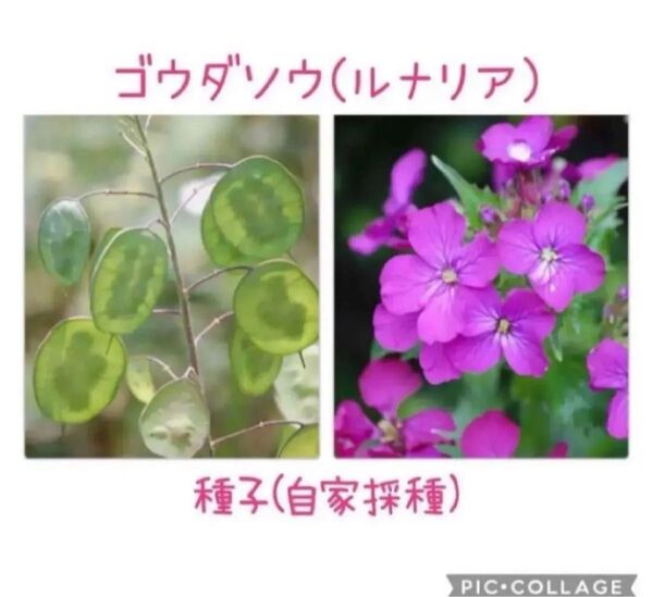 ゴウダソウ (ルナリア) 種子 100粒