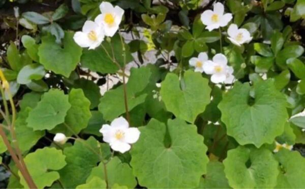 【山野草】白雪げし 根茎5芽