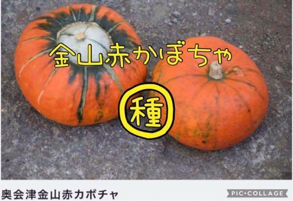【栽培時農薬不使用】奥会津 金山赤カボチャの種10粒→20粒に増量中