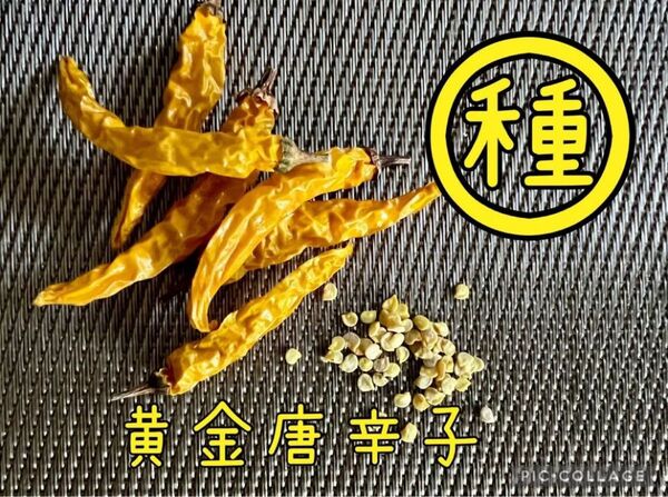 【栽培時農薬不使用】激辛!!黄金唐辛子の 種子50粒
