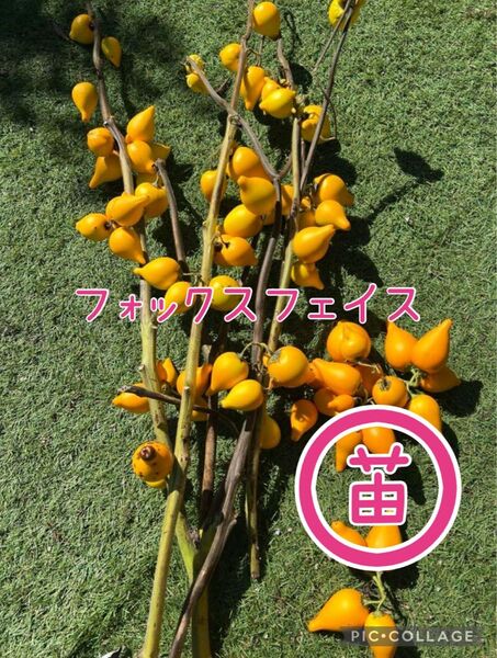 【栽培時農薬不使用】フォックスフェイスの苗 2ポット
