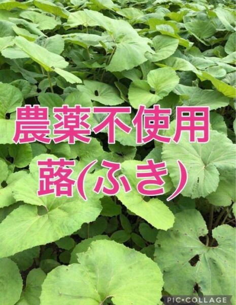 完全無農薬 蕗(ふき) ネコポス満タン