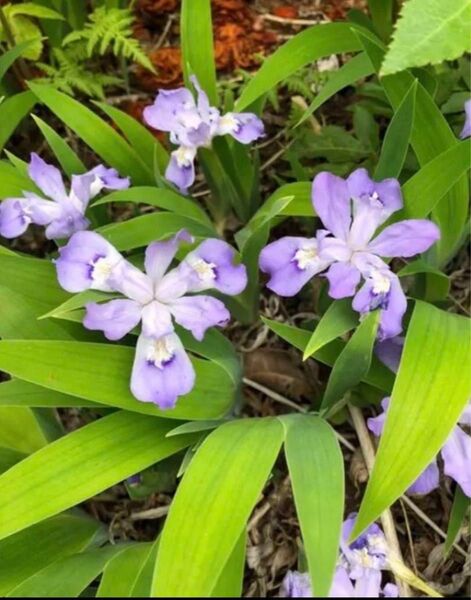 【山野草】姫シャガ 株分け苗1株5芽