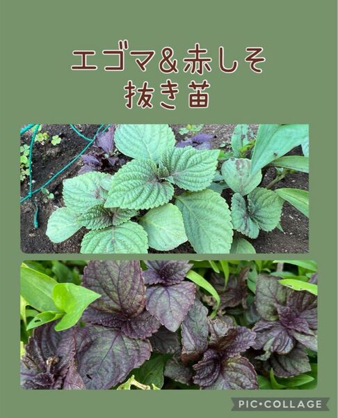 エゴマと赤シソの抜き苗 10本セット