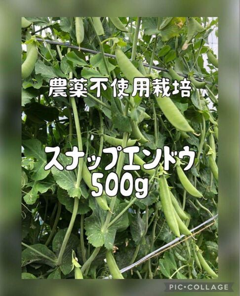 農薬不使用栽培 スナップエンドウ500g