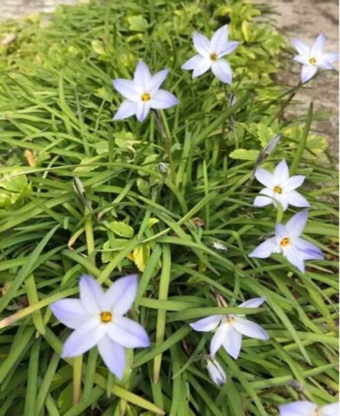 ハナニラ芽出し球根50球