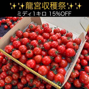 龍宮ミディ