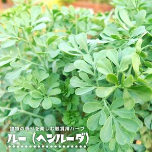 ヘンルーダ ルー 種 50粒以上