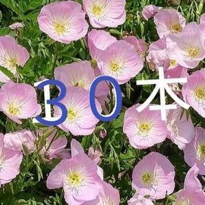 GW限定 5月6日まで30本以上 昼咲き月見草 苗 ヒルザキツキミソウ ピンク