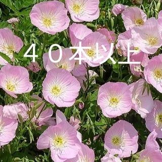 昼咲き月見草 ヒルザキツキミソウ 苗40本以上 格安 グランドカバー ピンク