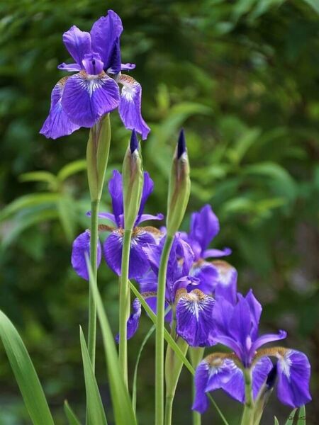 アヤメ 7芽以上 あやめ 宿根 耐寒 耐乾燥