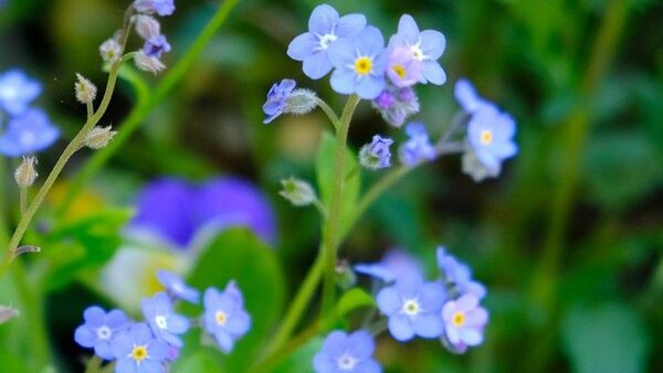 忘れな草 苗 30本以上 無農薬