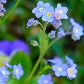 忘れな草 ワスレナグサ 15本以上 自然種 無農薬