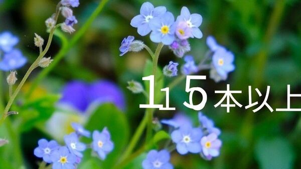 忘れな草 苗 15本以上 自然種 無農薬 自然種