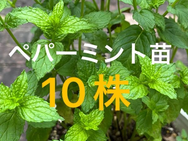 ペパーミント苗(2) 抜き苗10本 発根苗 無農薬栽培 ハーブ