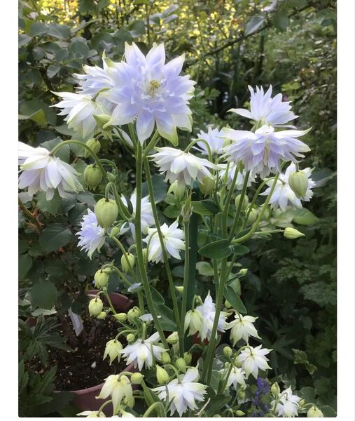 西洋オダマキ バロー系空色 花の種 25粒