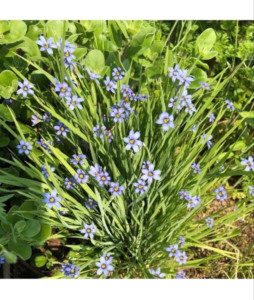 シシリンチューム 花苗 宿根