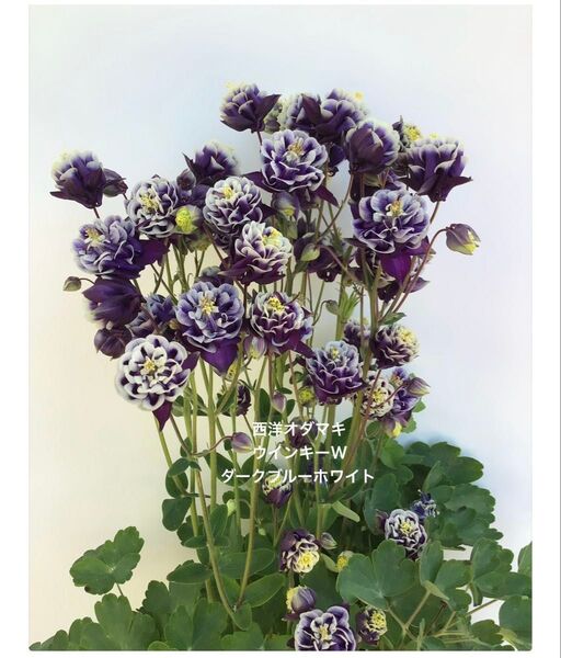 西洋オダマキ 花の種 ウインキーW 25粒