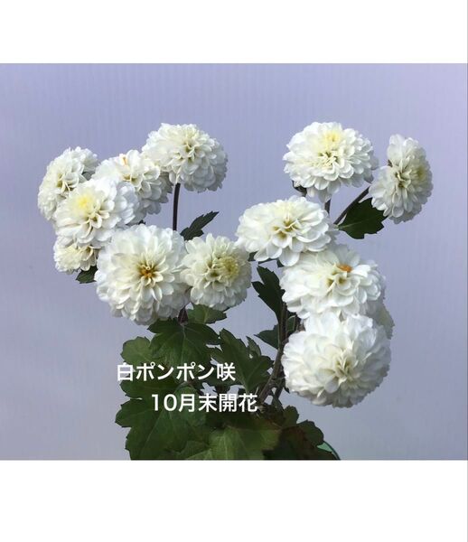 菊 菊苗 白ポンポン咲