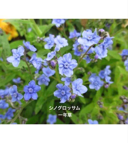 シノグロッサム 花の種 25粒