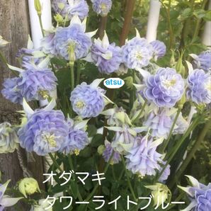 西洋オダマキ タワーライトブルー 種子 25粒