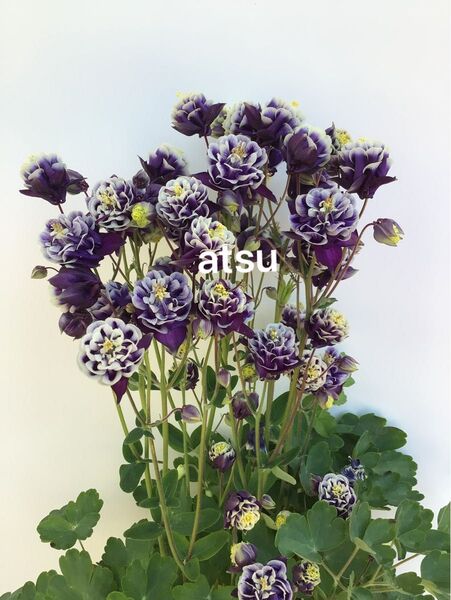 西洋オダマキ ウインキーW 花の種 25粒