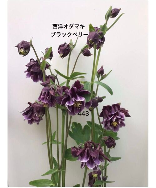 西洋オダマキ 花の種 ブラックベリー 25粒