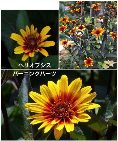 ヘリオプシス バーニングハーツ 花苗 しゅ