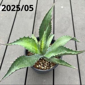 アガベ ジェントリージョーズ 多肉植物