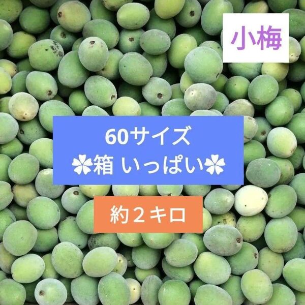 小梅 自然栽培【ゆうパック 60サイズ いっぱい】