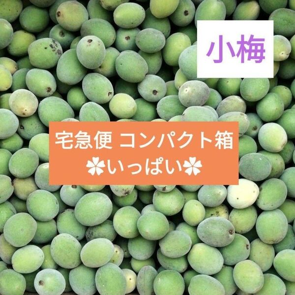 小梅 自然栽培【宅急便コンパクト箱 いっぱい】