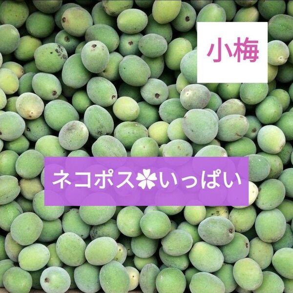 小梅 自然栽培【ネコポス いっぱい】