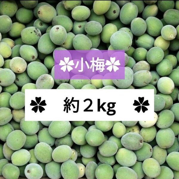 小梅 青梅 自然栽培【約2kg】