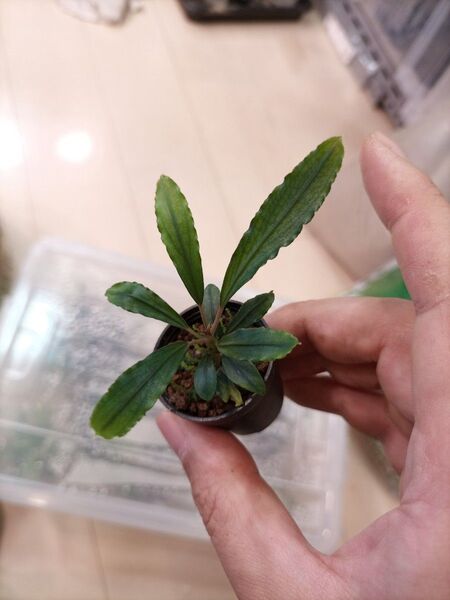 Bucephalandra sp