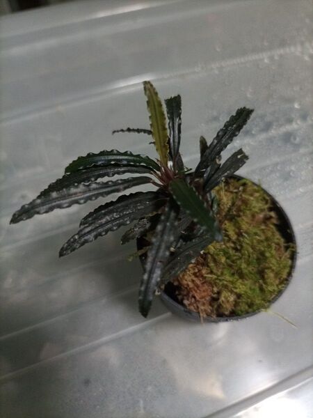 Bucephalandra sp Sungai Sekadau Nanga Taman