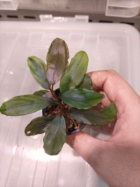 Bucephalandra sp Red selenade Sokan