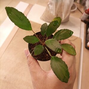 Homalomena sp West Kalimantan KN便