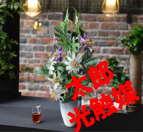 光触媒 人工観葉植物 ウォールグリーン フェイクグリーン 時計草6839