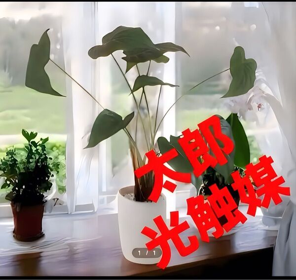 光触媒 人工観葉植物 ウォールグリーン フェイクグリーン アロカシア55 クワズイモ@a