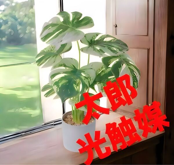 光触媒 人工観葉植物 フェイクグリーン モンステラバリエガータ3728