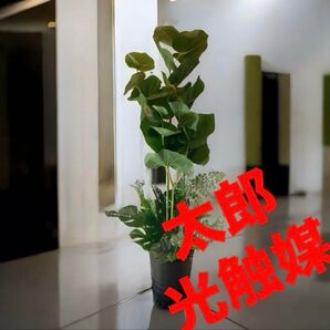 光触媒 人工観葉植物 ウォールグリーン フェイクグリーン シーグレープモンステラzzz