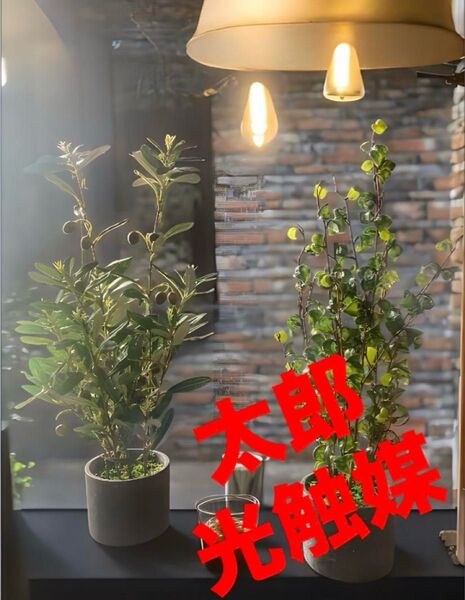 光触媒 人工観葉植物 ウォールグリーン フェイクグリーン オリーブとバロック58
