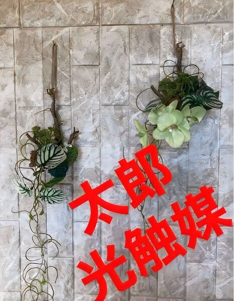 光触媒 人工観葉植物 ウォールグリーン フェイクグリーン 流木アレンジ胡蝶蘭@